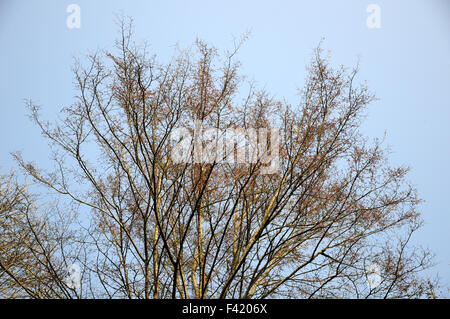 Weiße Ulme Stockfoto