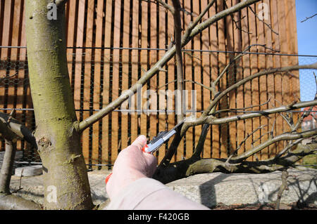 Apfel-Spalier Baumschnitt Stockfoto