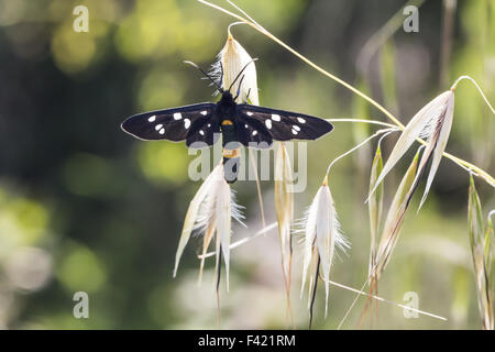 Syntomis Phegea, neun entdeckt Moth aus Italien Stockfoto