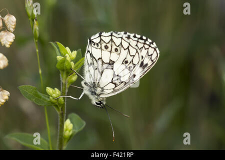 Melanargia Galathea, Schachbrettfalter Schmetterling Stockfoto