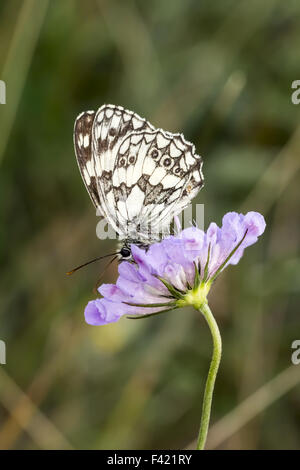 Melanargia Galathea, Schachbrettfalter Schmetterling Stockfoto