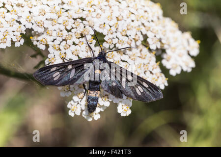 Syntomis Phegea, neun entdeckt Moth aus Italien Stockfoto