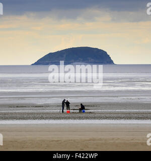 3 Männer auf der Suche nach Köder auf Weston-super-Mare, Somerset, Kanal von Bristol, UK; Steilen Holm-Insel im Hintergrund. Stockfoto