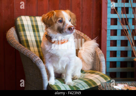 gekreuzter Spaniel / golden Retriever Hund saß auf einem Stuhl Stockfoto