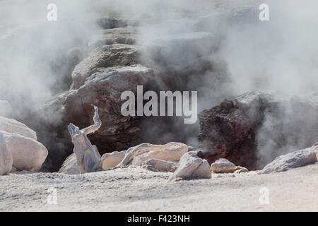 Red Spouter thermische Entlüftung im Yellowstone National Park, die heißen Dampf freigibt und macht ein lautes Pfeifen Klang. Stockfoto