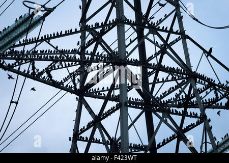 Stare (Sturnus Vulgaris) Rastplätze auf Strom pylon an der nordöstlichen Küste von England. Großbritannien Stockfoto