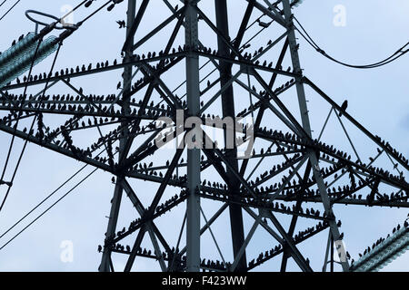 Stare (Sturnus Vulgaris) Rastplätze auf Strom pylon an der nordöstlichen Küste von England. Großbritannien Stockfoto