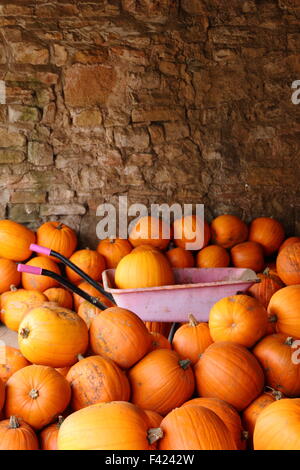 Frisch geerntete Kürbisse in einem englischen Farm Barn in Bereitschaft Halloween Vertrieb und Feiern gespeichert, UK Oktober Stockfoto