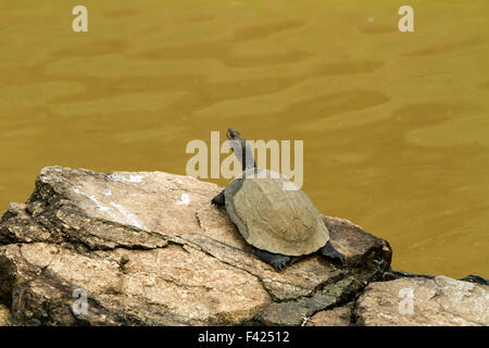 Indische schwarze Schildkröte (Melanochelys Trijuga) oder indische Sumpfschildkröte ist eine Art von Schildkröte gefunden in Südasien. Stockfoto