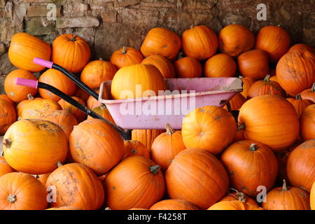 Frisch geerntete Kürbisse in einer Scheune gelagert auf einem englischen Farm in Bereitschaft für Halloween Vertrieb und Feiern im Herbst (Oktober), UK Stockfoto