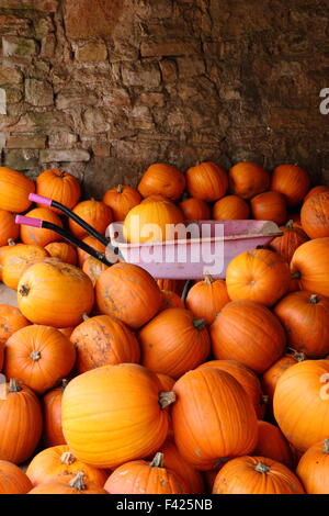 Frisch geerntete Kürbisse in einem englischen Farm Barn in Bereitschaft Halloween Vertrieb und Feiern gespeichert, UK Oktober Stockfoto