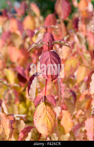 Cornus sanguineaund "Annys Winter Orange". Gemeinsamen Hartriegel Blätter im Herbst. Stockfoto