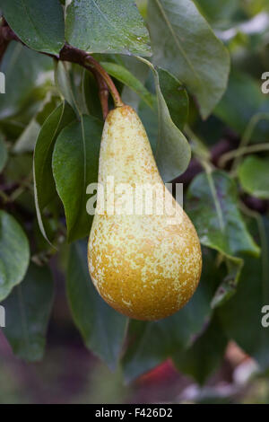 Pyrus Communis. Conference-Birne auf dem Baum. Stockfoto