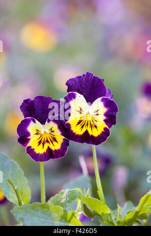 Viola "Fancy Farbtöne Mix" Blumen im Herbst. Stockfoto