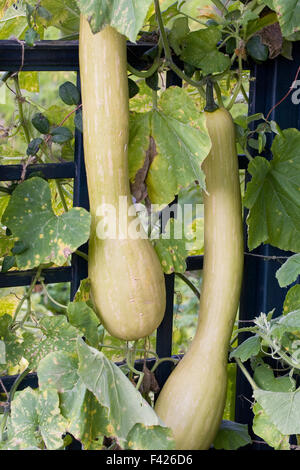 Reifen Sie Tromboncino Squash im Gemüsegarten. Stockfoto