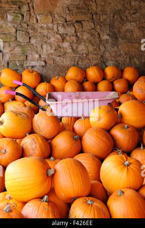 Frisch geerntete Kürbisse in einem englischen Farm Barn in Bereitschaft Halloween Vertrieb und Feiern gespeichert, UK Oktober Stockfoto