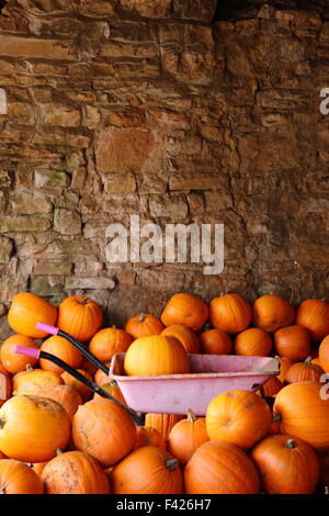 Frisch geerntete Kürbisse in einer Scheune gelagert auf einem englischen Farm in Bereitschaft für Halloween Vertrieb und Feiern im Herbst (Oktober), UK Stockfoto