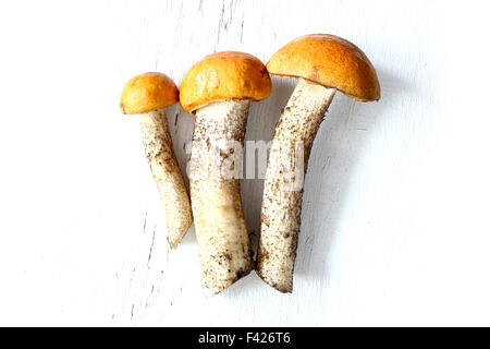 drei Espe Steinpilzen Orange-Cap Herbst Pilz auf weißen Land board Stockfoto