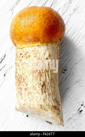 Aspen Steinpilzen Orange-Cap Herbst Pilz auf weißen Land board Stockfoto