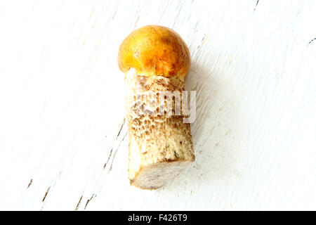Aspen Steinpilzen Orange-Cap Herbst Pilz auf weißen Land board Stockfoto