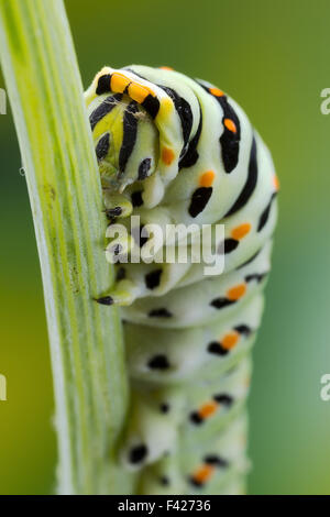 Swallow Tail Caterpillar Makroaufnahme Stockfoto