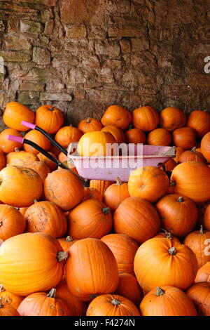 Frisch geerntete Kürbisse in einem englischen Farm Barn in Bereitschaft Halloween Vertrieb und Feiern gespeichert, UK Oktober Stockfoto