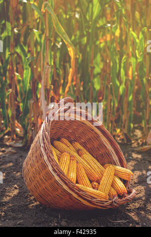 Geernteten Mais im Weidenkorb, frisch gepflückten Maize Ohren heraus im Bereich Landwirtschaft, selektiven Fokus Stockfoto