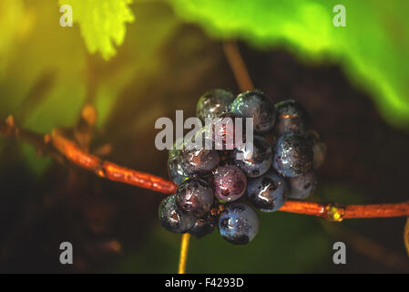 Wein-Trauben im Weinberg nach Regen, Nahaufnahme Detail mit selektiven Fokus Stockfoto