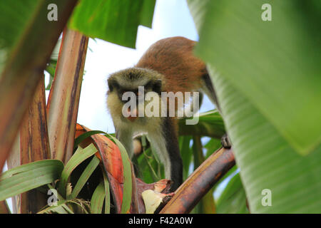 Mona Affe in der Grand Etang Forest Reserve in Grenada Stockfoto