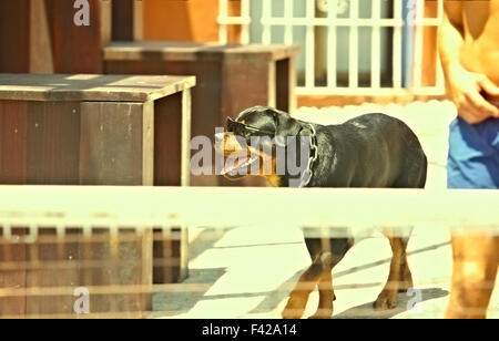 Porträt von schönen jungen Rottweiler Hund im freien Stockfoto