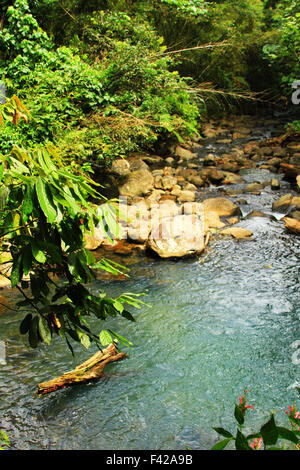 Sieben Schwestern-Wasserfall-Wanderung im Grand Etang Nationalpark in St. George auf der Karibik Insel Grenada Stockfoto