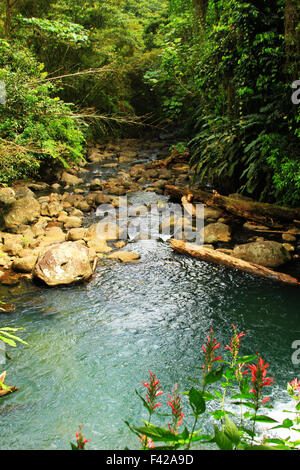 Sieben Schwestern-Wasserfall-Wanderung im Grand Etang Nationalpark in St. George auf der Karibik Insel Grenada Stockfoto