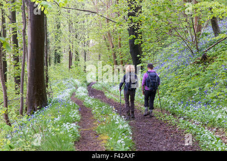 Wendy & Janey in den Wäldern bei Milton Abbas, Dorset, England, UK Stockfoto
