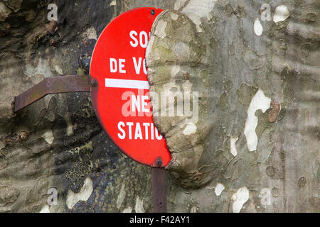 Kein Parkplatz-Schild - Baum schneiden Stockfoto, Bild: 17067105 - Alamy