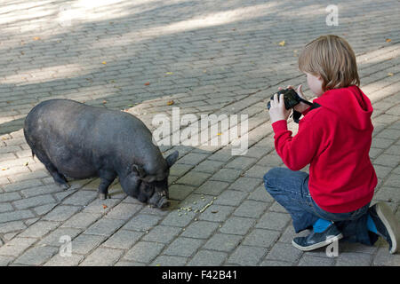 junge unter Bild von Hängebauchschwein, Wildpark Schwarze Berge (Zoo ´Schwarze Berge´), Rosengarten, Niedersachsen, Deutschland Stockfoto