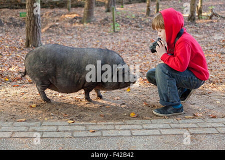 junge unter Bild von Hängebauchschwein, Wildpark Schwarze Berge (Zoo ´Schwarze Berge´), Rosengarten, Niedersachsen, Deutschland Stockfoto