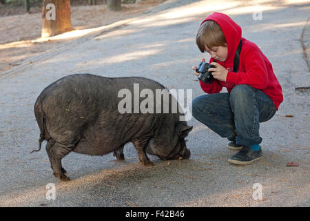 junge unter Bild von Hängebauchschwein, Wildpark Schwarze Berge (Zoo ´Schwarze Berge´), Rosengarten, Niedersachsen, Deutschland Stockfoto