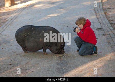 junge unter Bild von Hängebauchschwein, Wildpark Schwarze Berge (Zoo ´Schwarze Berge´), Rosengarten, Niedersachsen, Deutschland Stockfoto