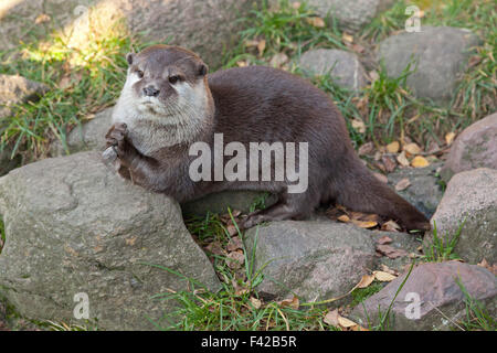 Orientalische kurze Krallen Otter (Aonyx Cinerea), Wildpark Schwarze Berge (Zoo ´Schwarze Berge´), Rosengarten, Niedersachsen, Deutschland Stockfoto