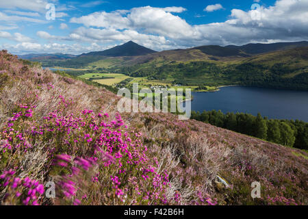 Heather auf dem Hügel über Loch Rannoch mit Schiehallion über Perth & Kinross, Scotland, UK Stockfoto