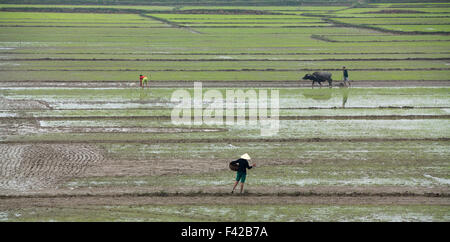 Pflügen eine Reis Paddy nr Phong Nha, Provinz Quảng Bình, Vietnam Stockfoto