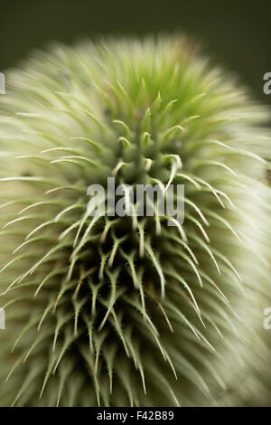 Karde (Nahaufnahme), Milborne Wick, Somerset, England, UK Stockfoto