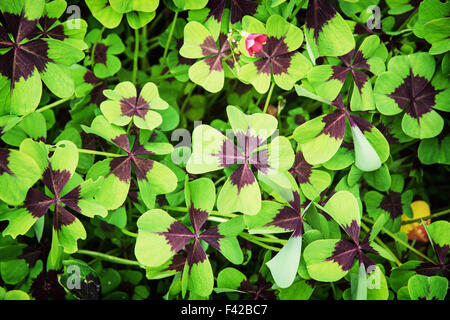 Oxalis Tetraphylla (Oxalis Deppei) Pflanze. Natürlichen Hintergrund. Stockfoto