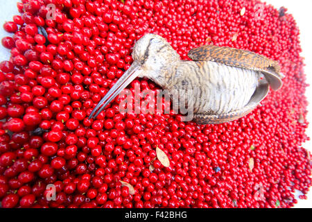 Jagd-Szene Vogel mit roten Beeren Stockfoto