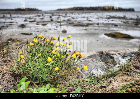 Indian Summer im russischen Norden Stockfoto