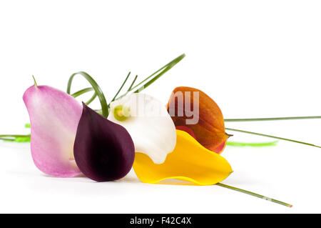 Fünf schöne Calla Blumen Stockfoto