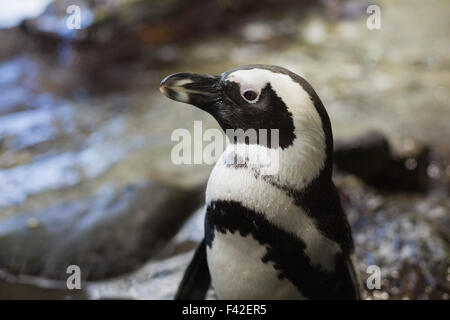 Pinguine in ihrem Gehege Stockfoto