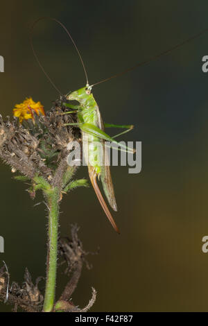 Lange-winged Conehead, Weiblich, Langflüglige Schwertschrecke, Weib., Conocephalus Fuscus, Conocephalus verfärben, Xiphidium Fuscum Stockfoto