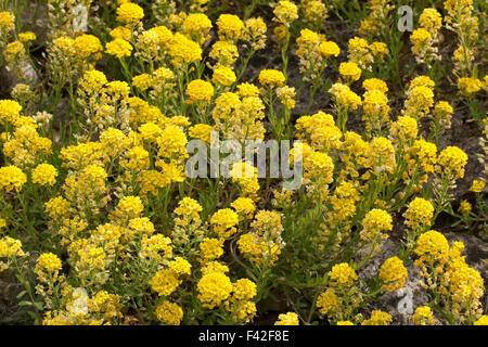 Schleichende Scharfkraut, Kriechendes Steinkraut, Kriechende Steinkresse, Berg-Steinkraut, Alyssum Repens, Alyssum transsylvanicum Stockfoto