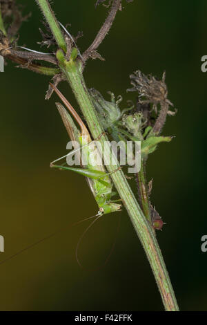 Lange-winged Conehead, Weiblich, Langflüglige Schwertschrecke, Weib., Conocephalus Fuscus, Conocephalus verfärben, Xiphidium Fuscum Stockfoto